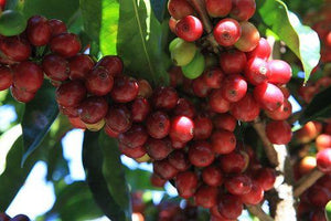 El Cuminate — Costa Rica