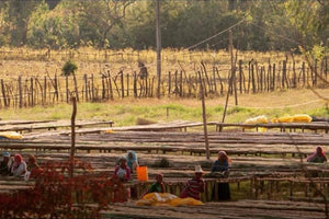 Yirgacheffe — Ethiopia